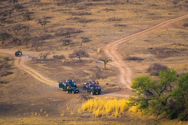 Ranthambore Wild Life Sanctuary - Jaipur 